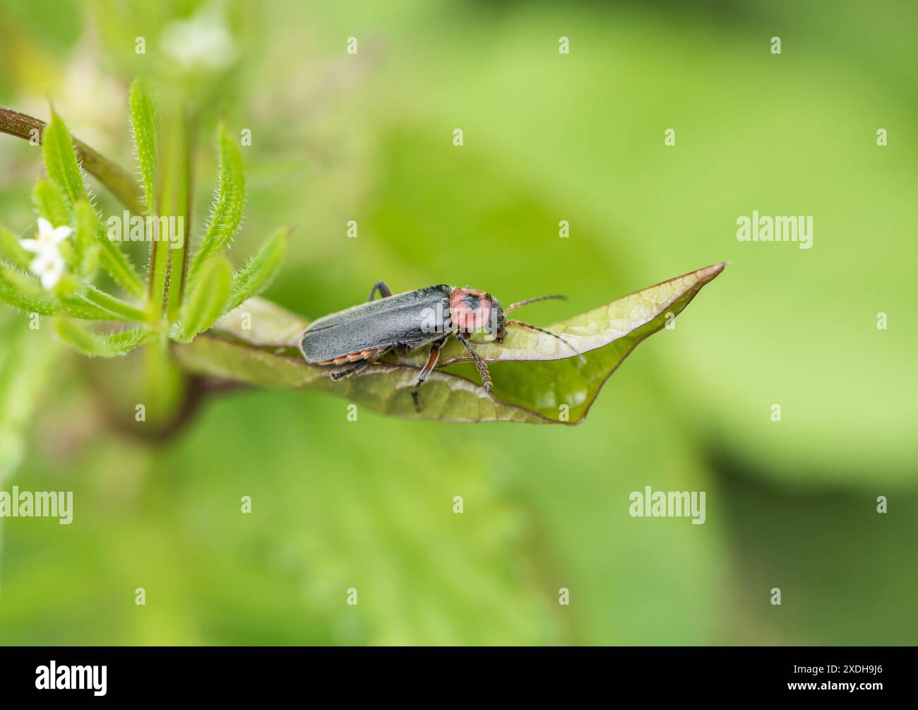 An inappropriately names Soldier-Beetle, a Grey Sailor Beetle ...