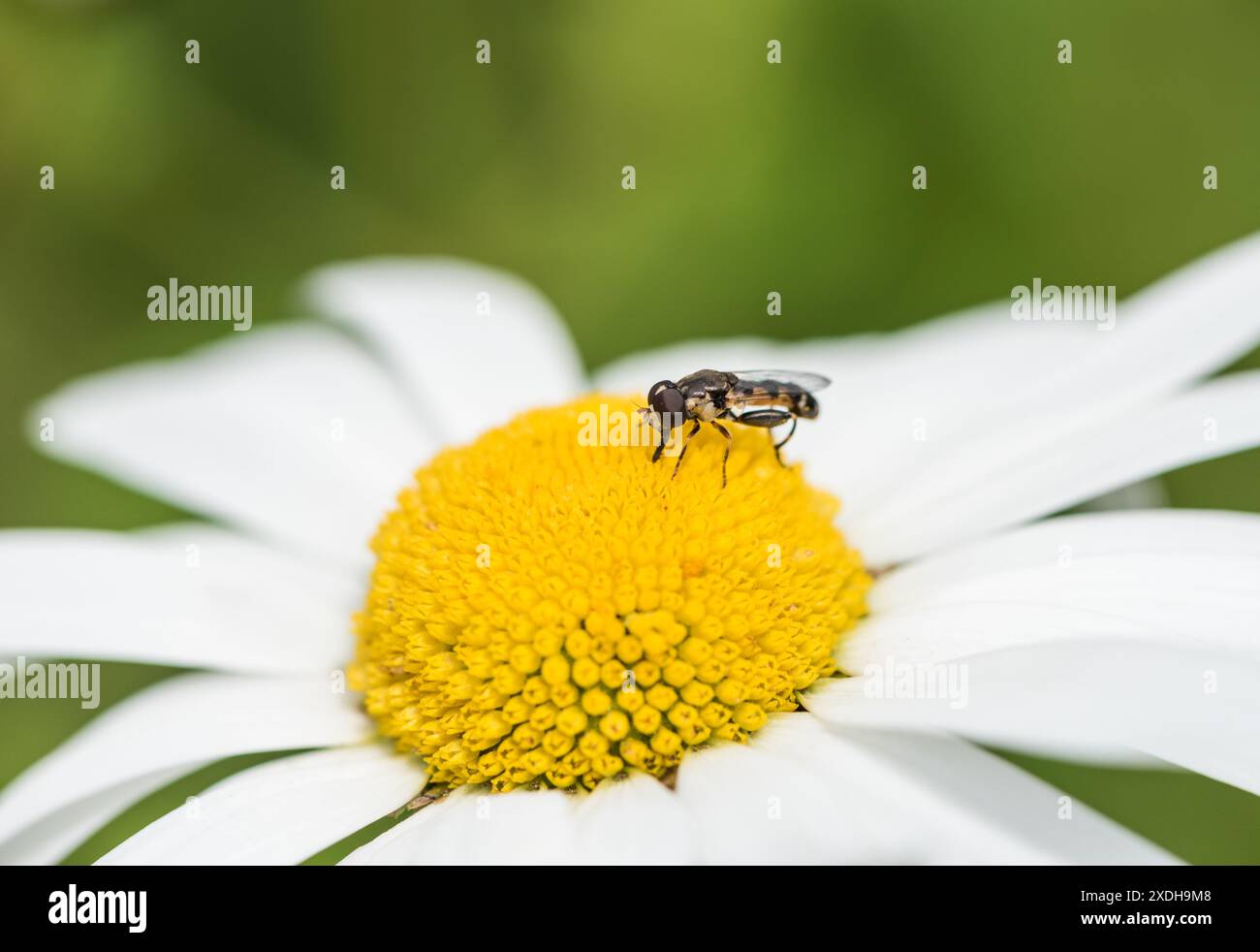 Thick-legged Hoverfly (Syritta pipiens) foraging on an Ox-eyed Daisy Stock Photo
