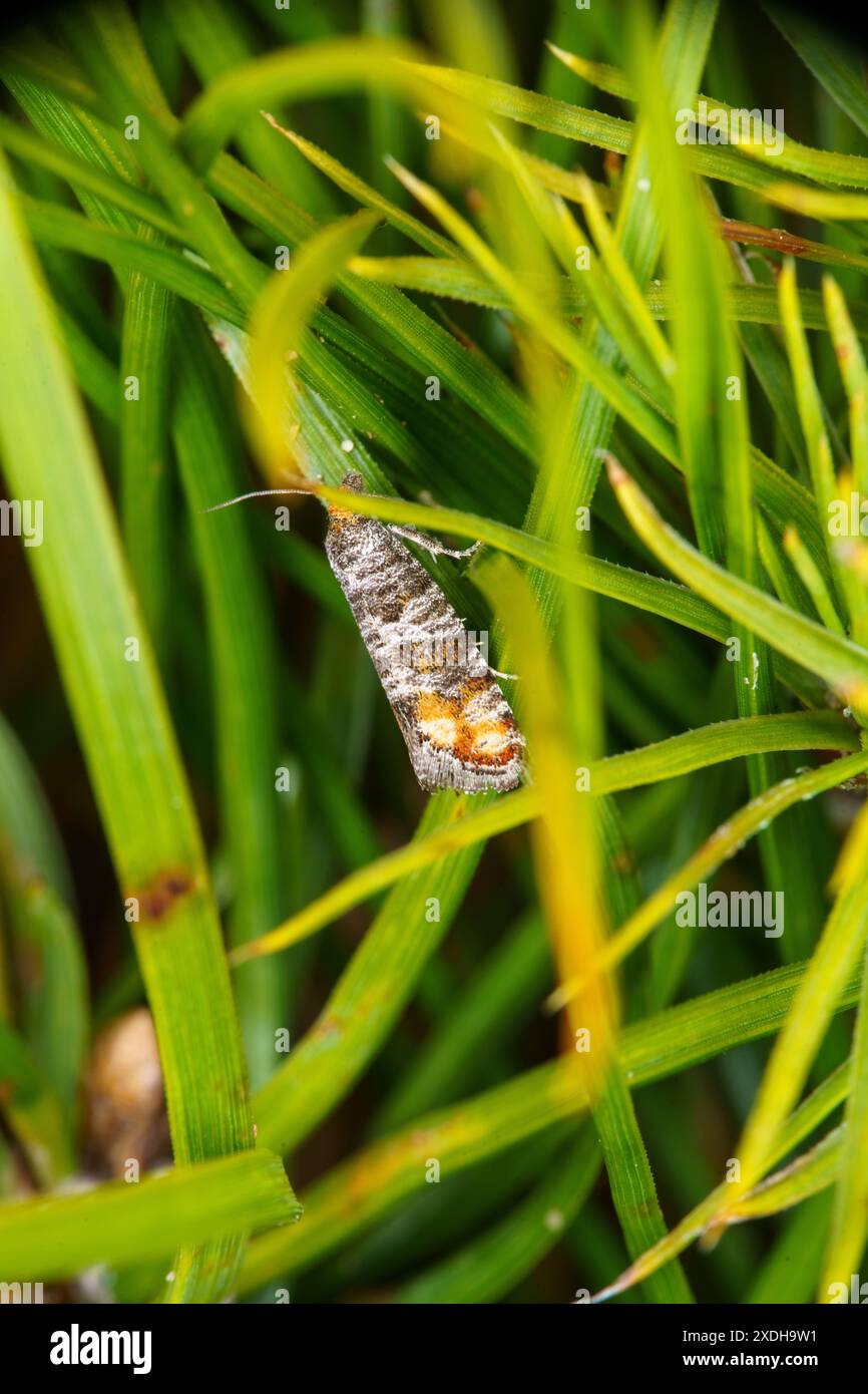 Shoot Insect Rhyacionia buoliana Family Tortricidae Genus Rhyacionia Pine shoot moth ...