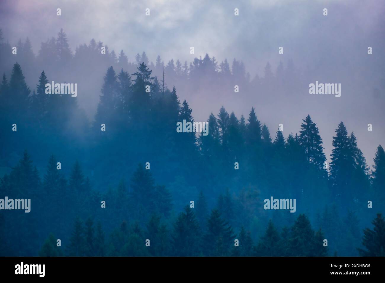 Fog trees and scenic scenery hi-res stock photography and images - Alamy