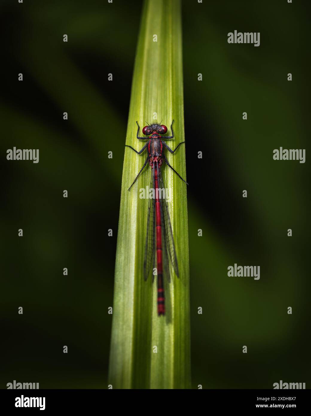 Red damselfly at rest of a leaf in West Sussex, 2024 Stock Photo - Alamy