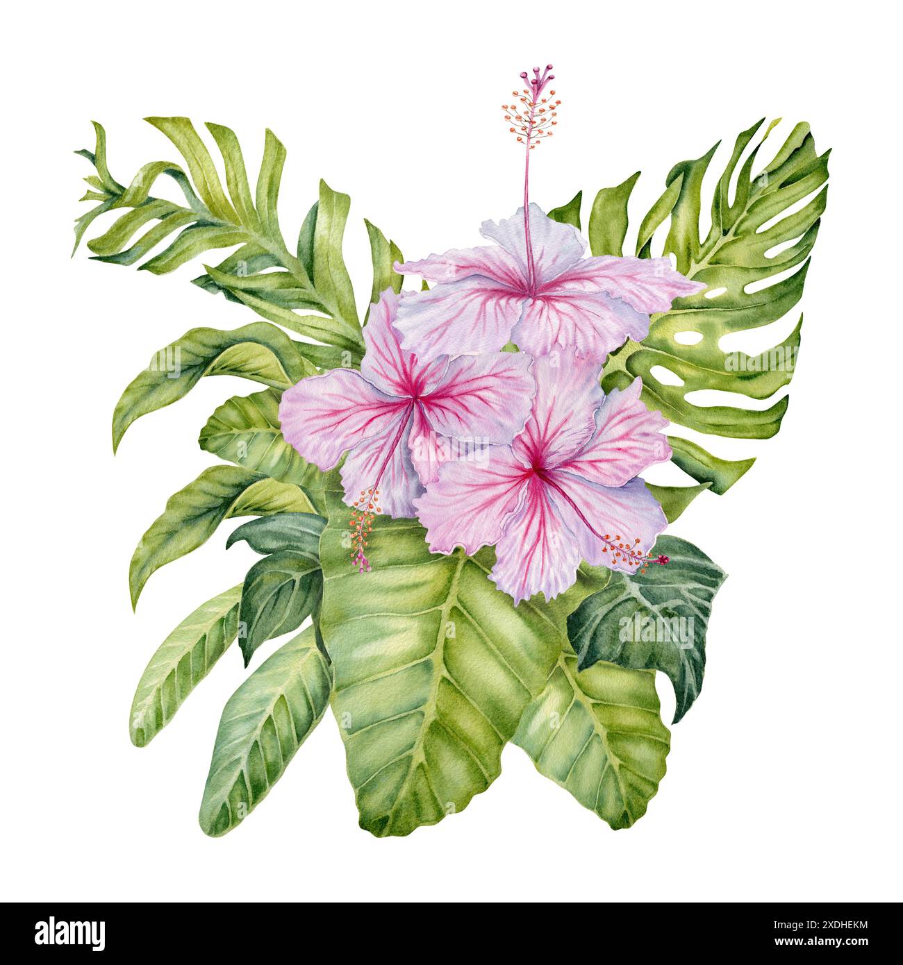 Hibiscus flowers with tropical green leaves composition. Watercolor ...