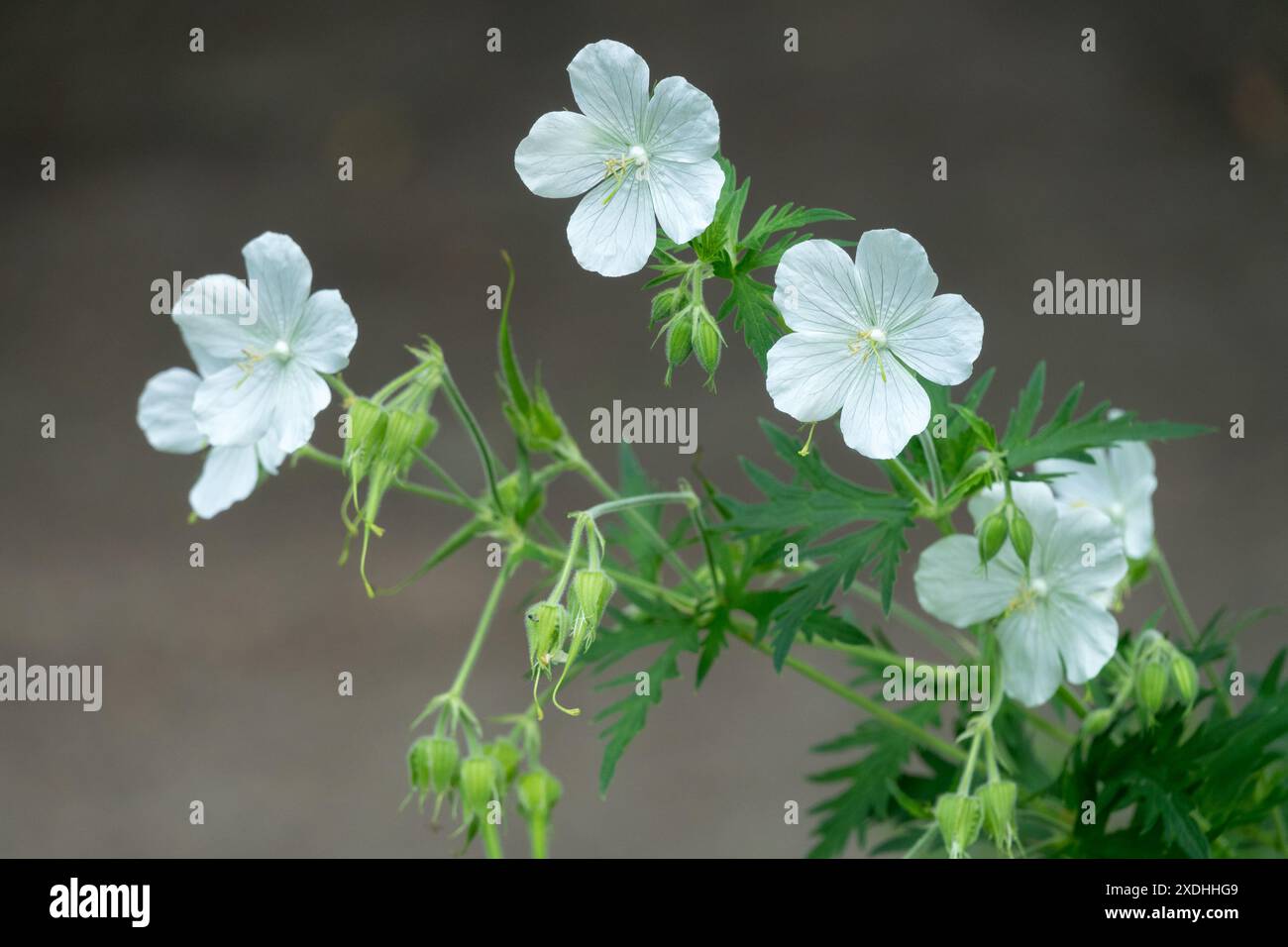 White, Flowers Hardy Geranium pratense 'Galactic' Stock Photo