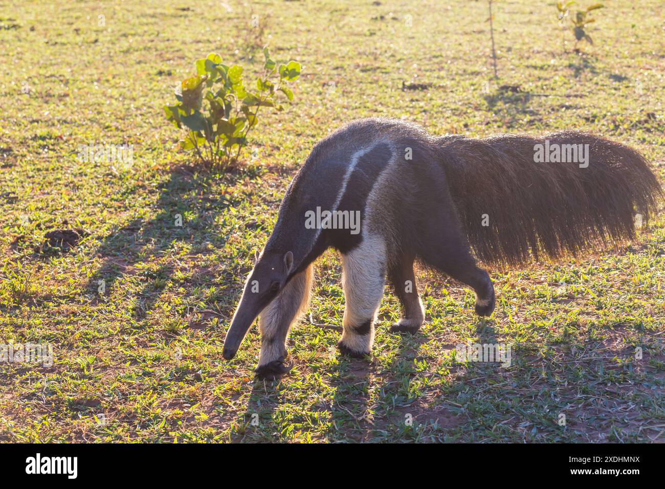 Anteater in Brazilian Pantanal, South America Stock Photo