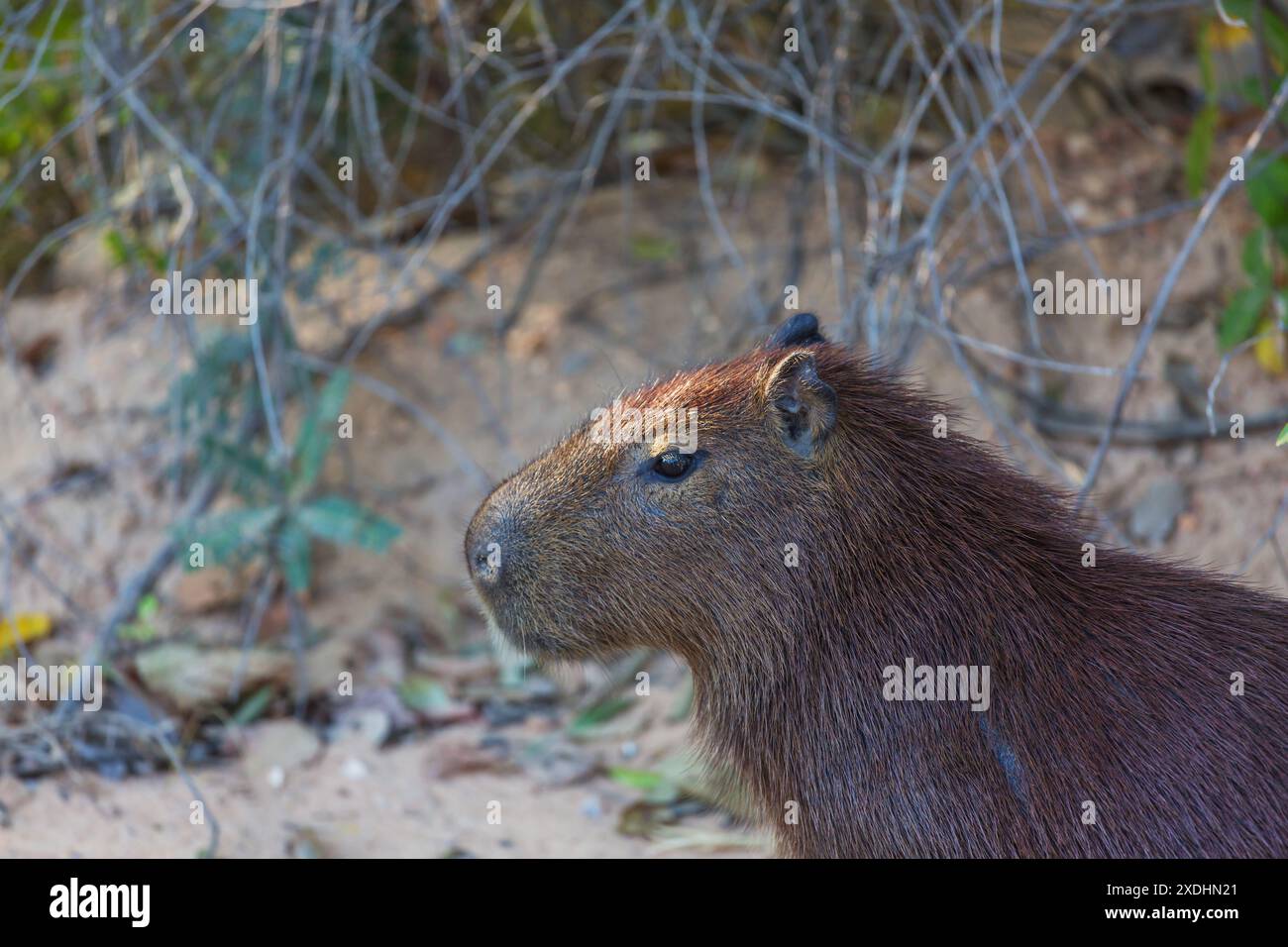 capybara dans le pantanal brsil