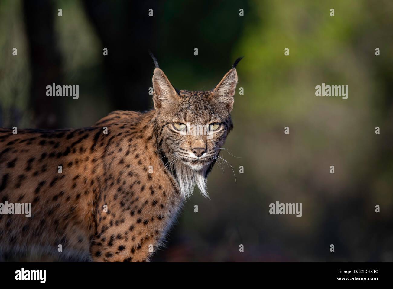 a lynx in the forest Stock Photo