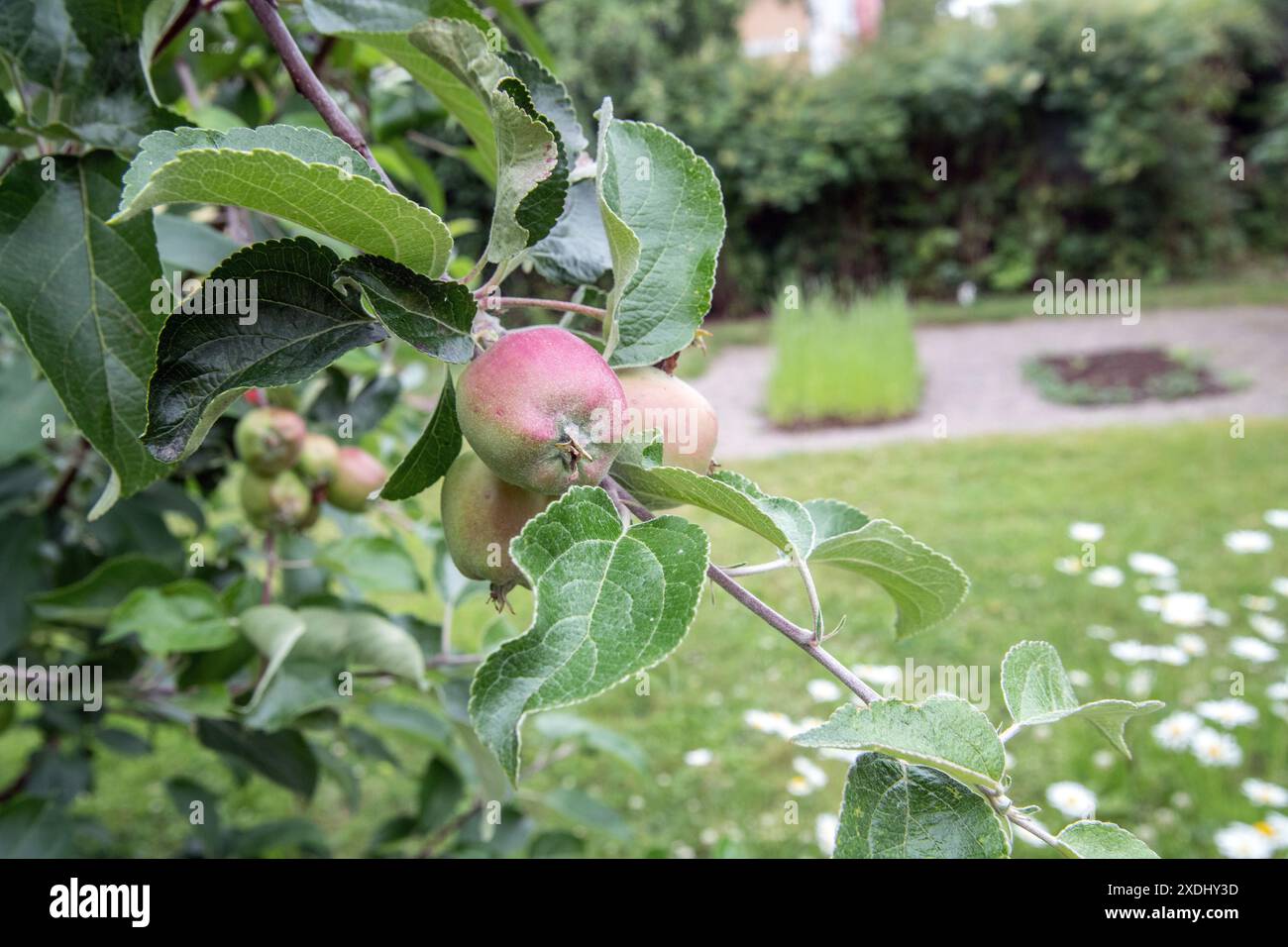 Green young apples on an apple tree, Stock Photo