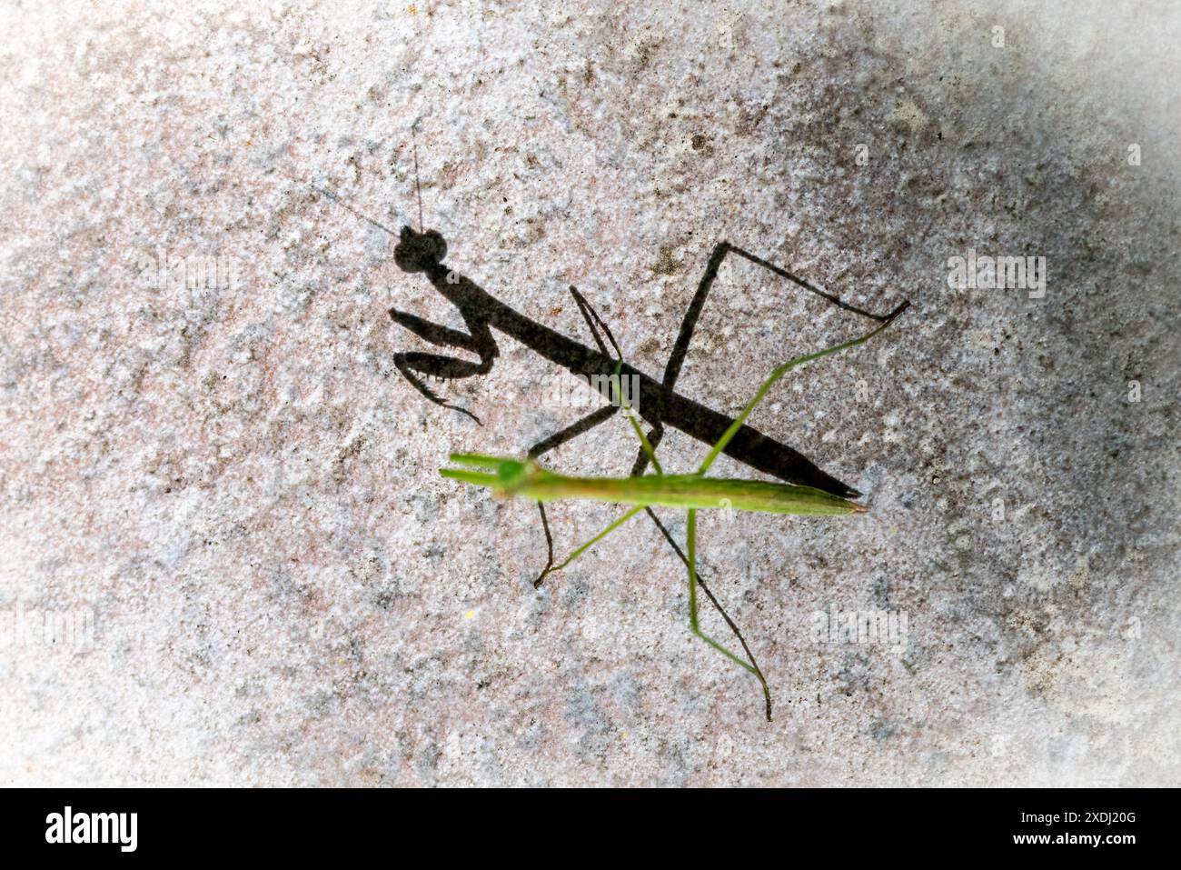 Shadow of Praying Mantis nymph - Brevard, North Carolina, USA Stock Photo