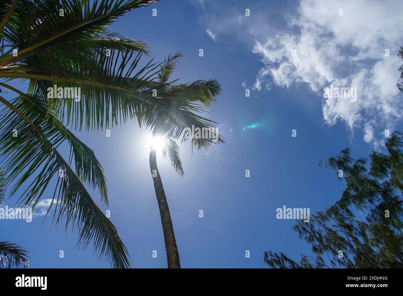 Flying through palm trees hi-res stock photography and images - Alamy