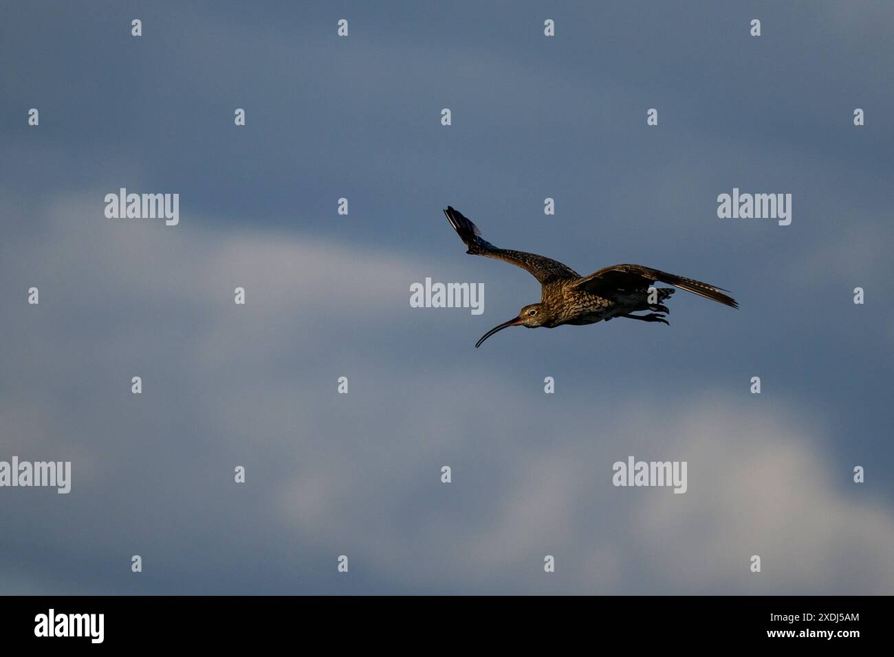 Curlew In Flight Eurasian curlew in flight (tall wader, curving beak, long thin legs ...