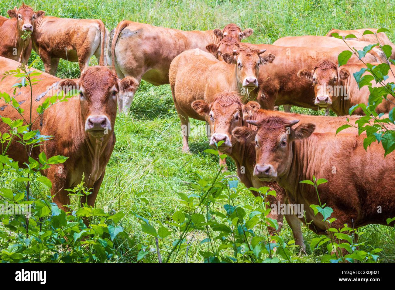 Herd of curious brown limousine cows photographed in France in the ...