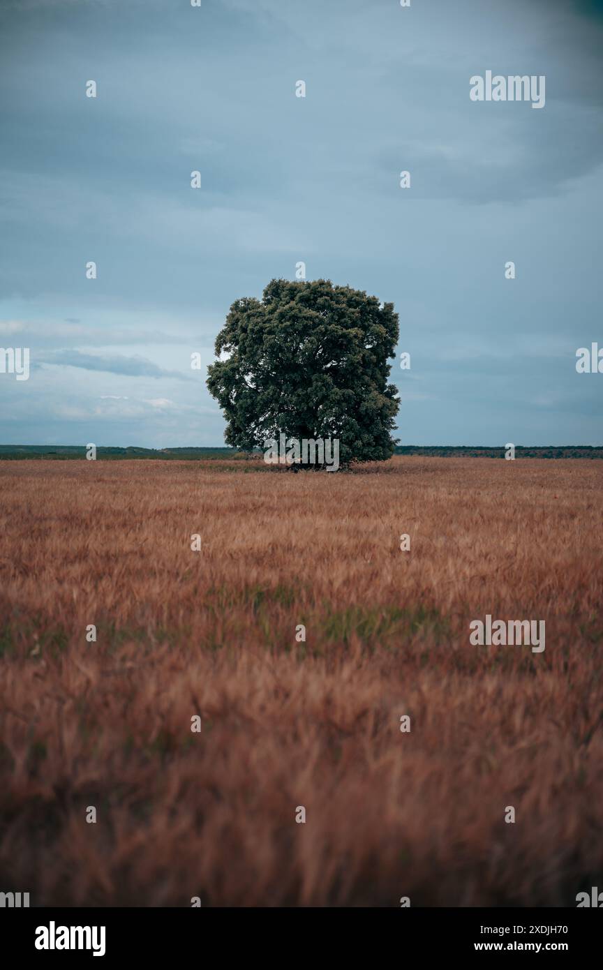 Stand alone oak tree hi-res stock photography and images - Alamy