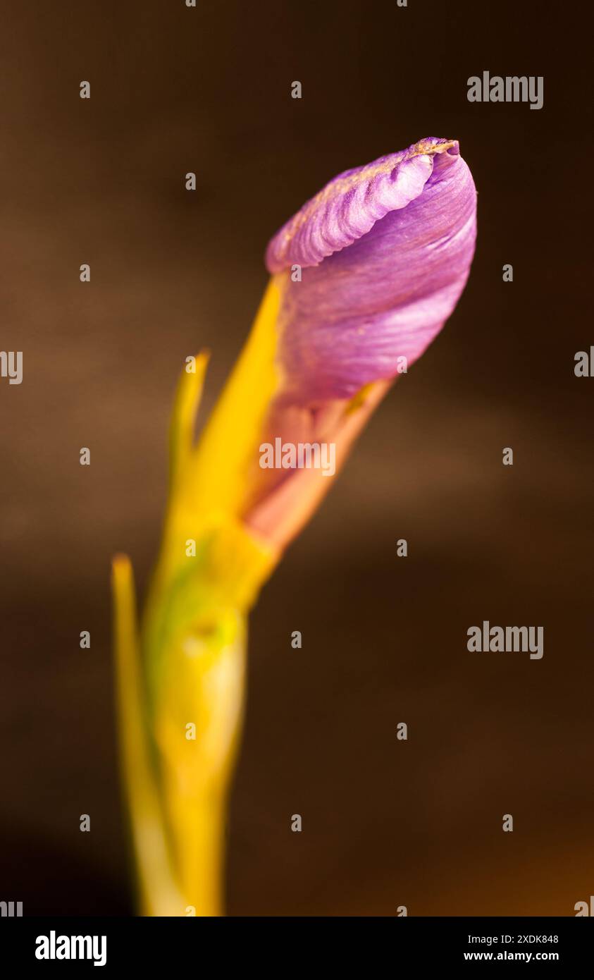 Detail macro photography of the bud of a lilac plant. It has the selective focus and out of focus parts. Stock Photo