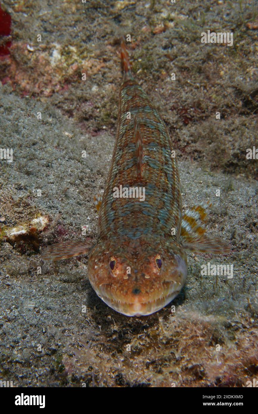 Lizardfiish Lizardfish rests camouflaged on sandy hi-res stock photography and ...