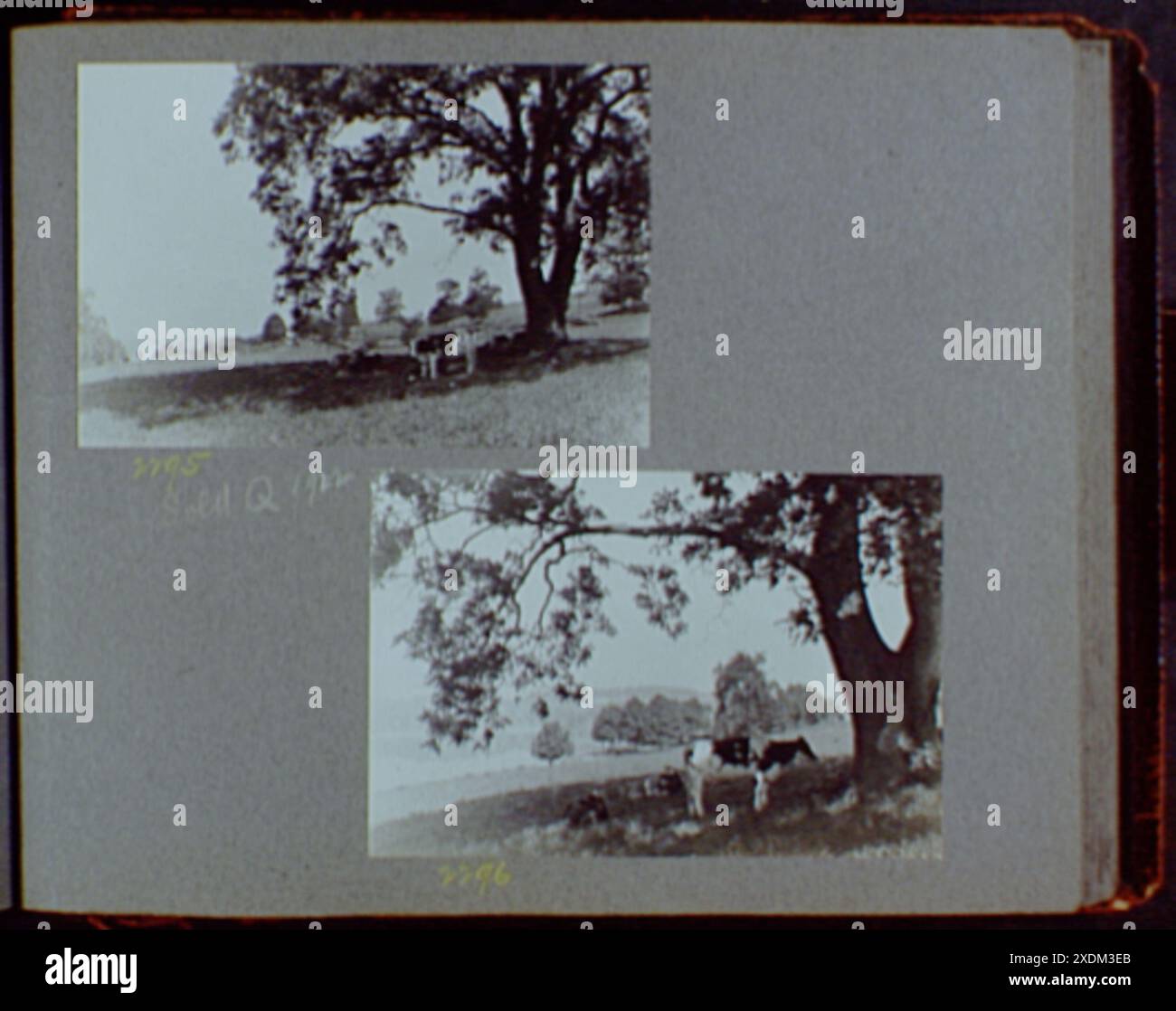 Under Tree Refrence Reference prints, 1919-1920, numbers 2133-2377. Cows resting under tree ...