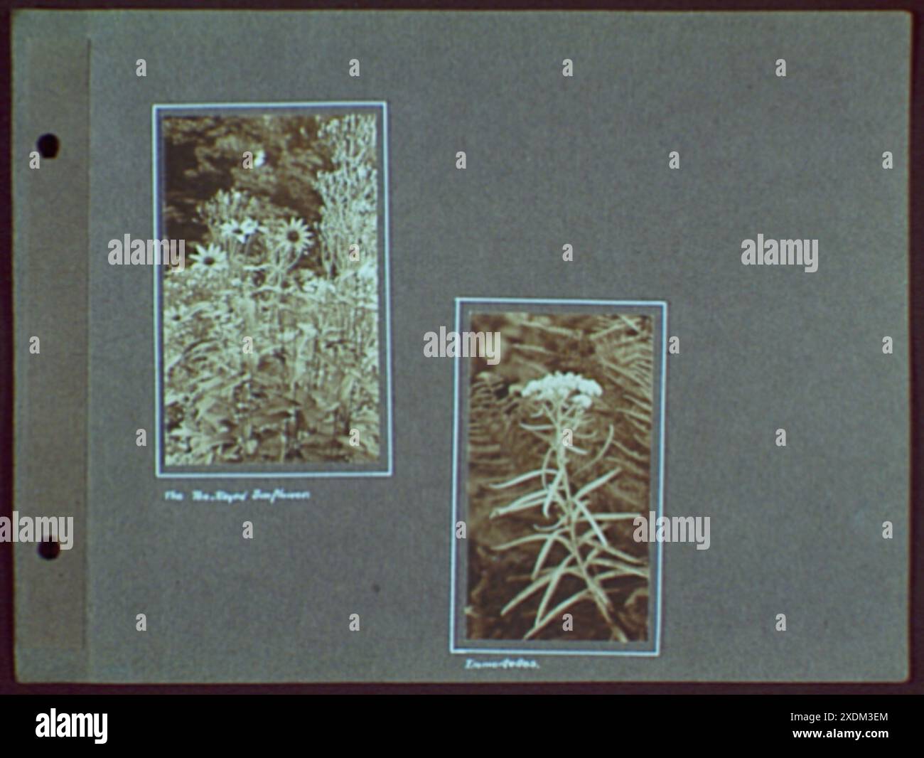 Ten Rayed Sunflower Early years, with images of family, self portraits, landscapes and ...