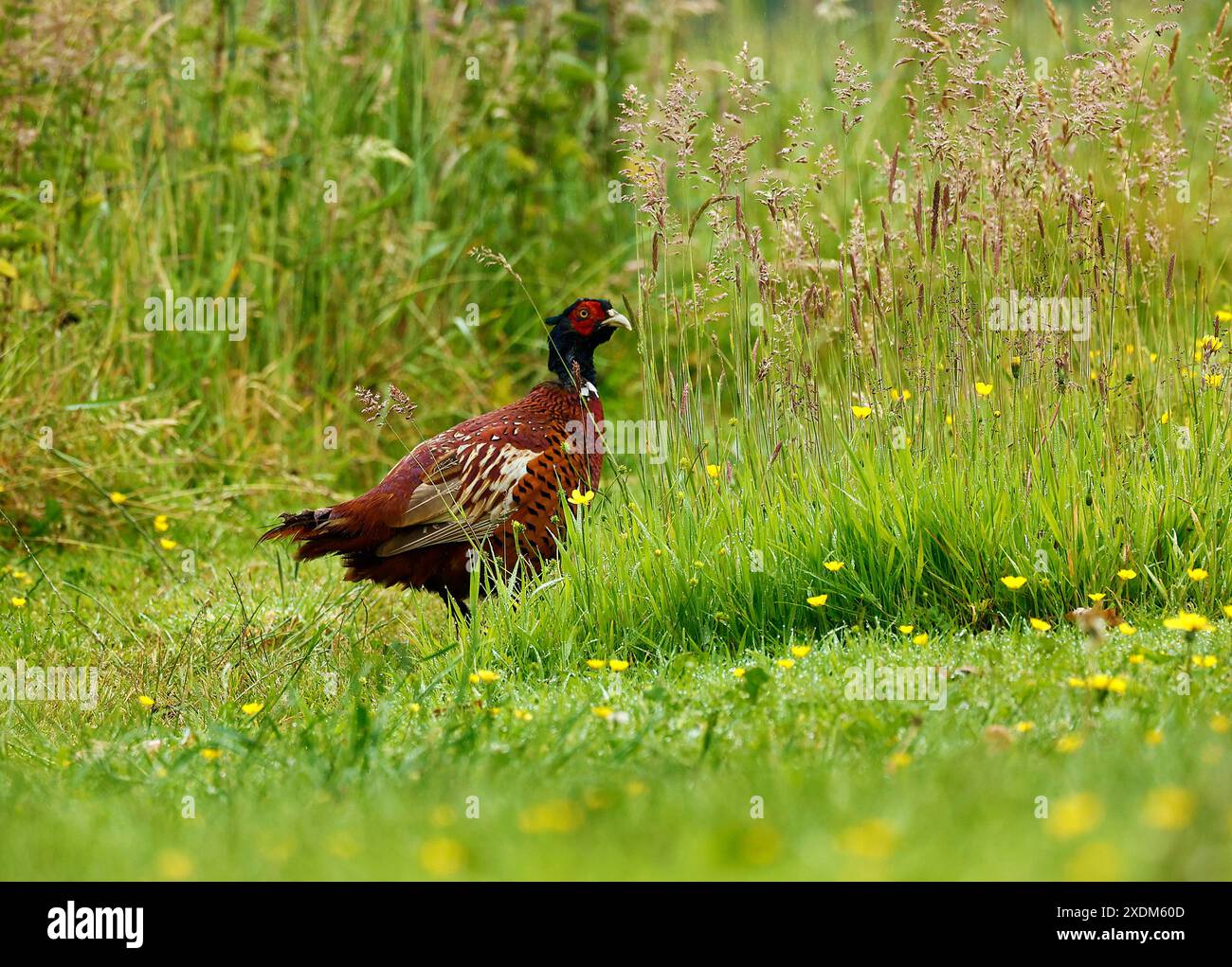 Common Ring-necked pheasants strutting together are a beautiful sight ...