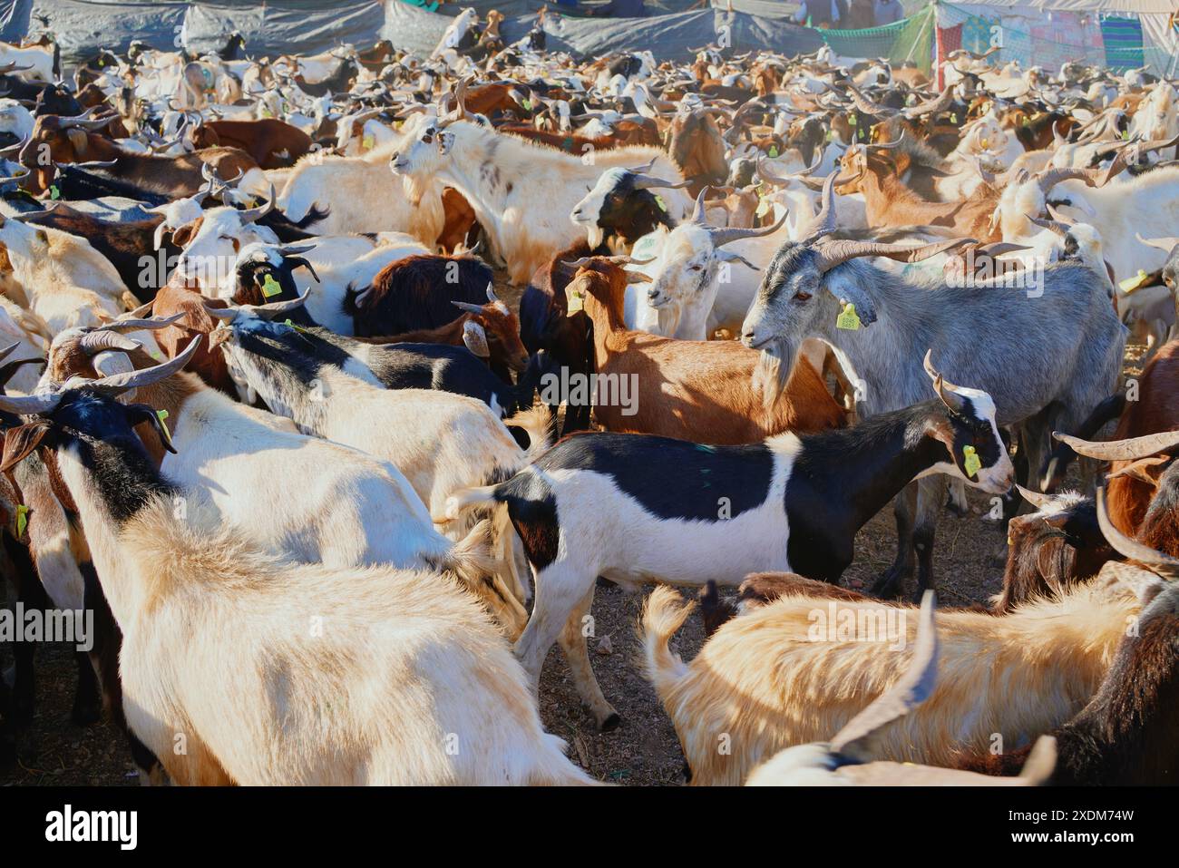 a big herd of goats Stock Photo