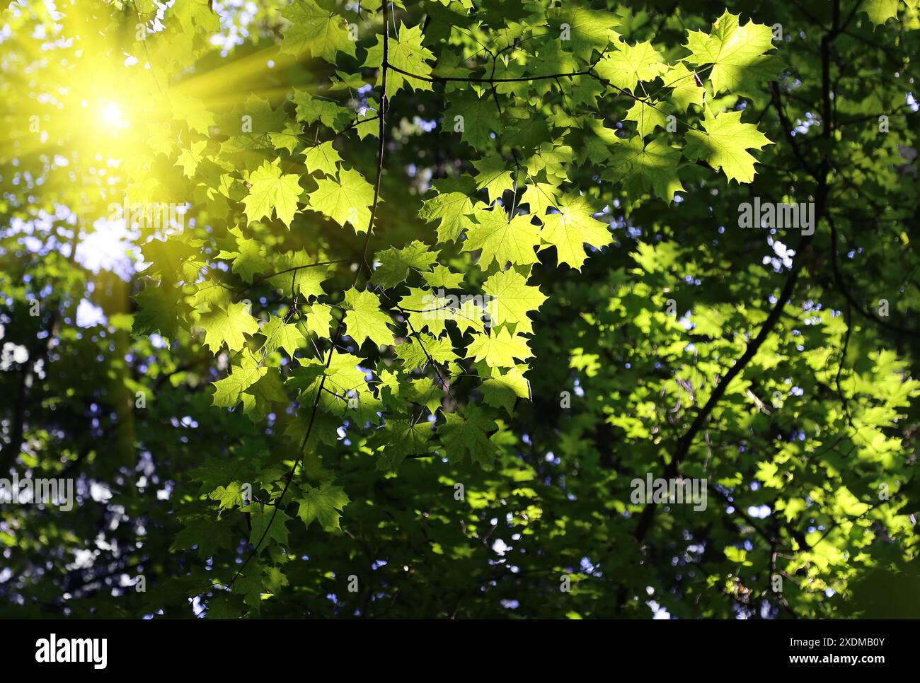 Maple Tree Insunlight Green branches of maple glowing in sunlight Stock Photo - Alamy