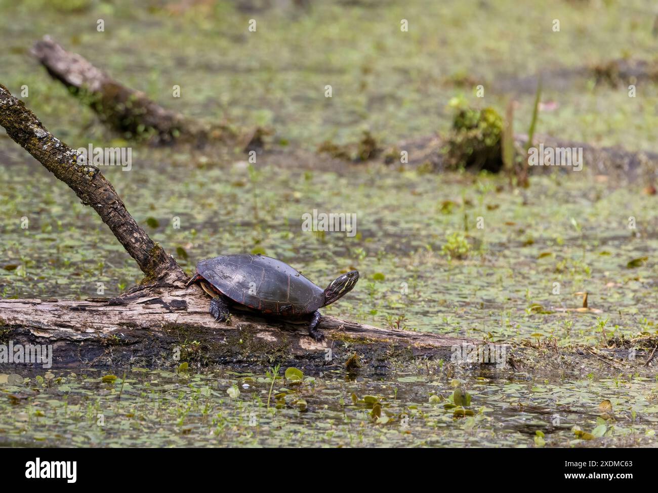 Turtle in a swamp hi-res stock photography and images - Alamy