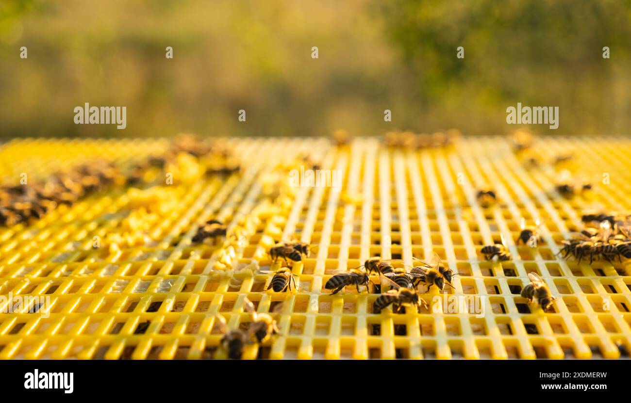 Bees are sitting in a hive on a close-up frame. Beekeeping, sealing honeycombs with wax and pouring honey, breeding and keeping bees Stock Photo