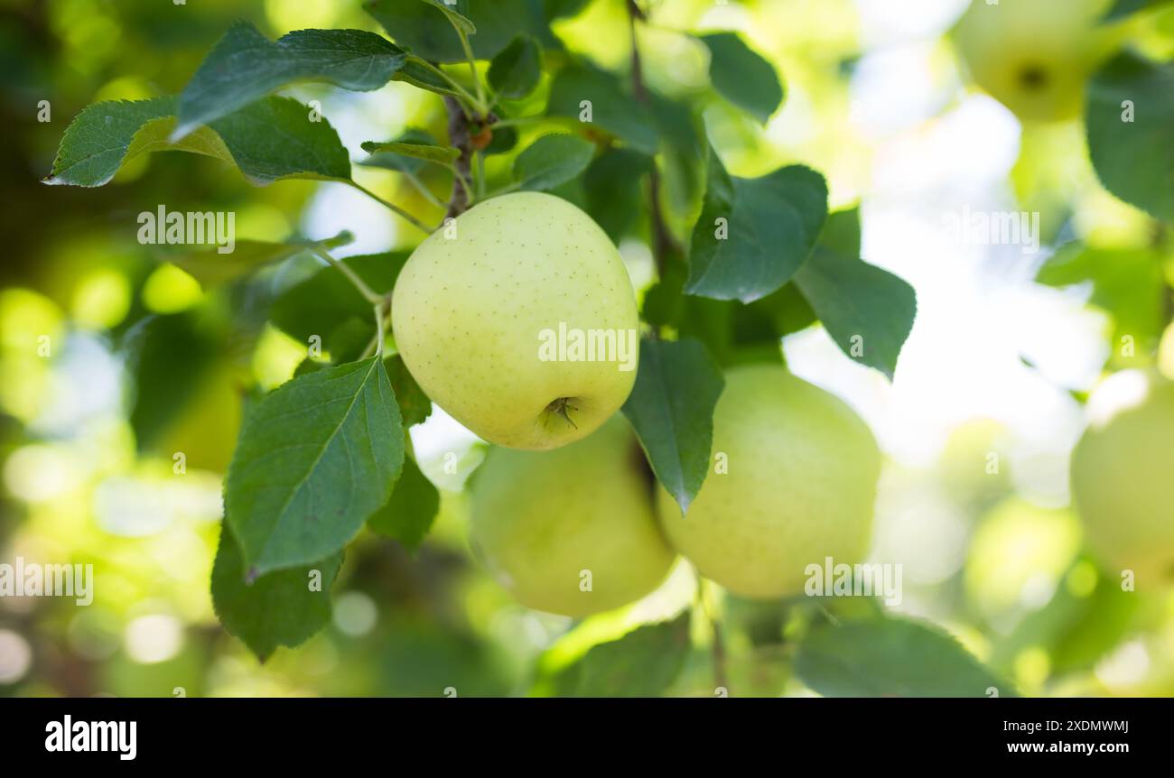 Apples ripening on trees branches in green orchard Stock Photo - Alamy