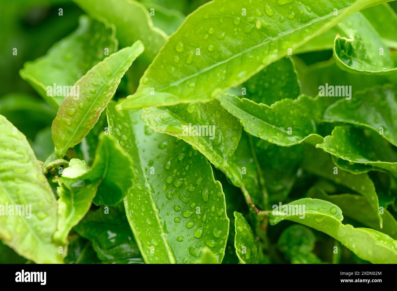Nature green leaves with raindrop background texture 1 Stock Photo - Alamy