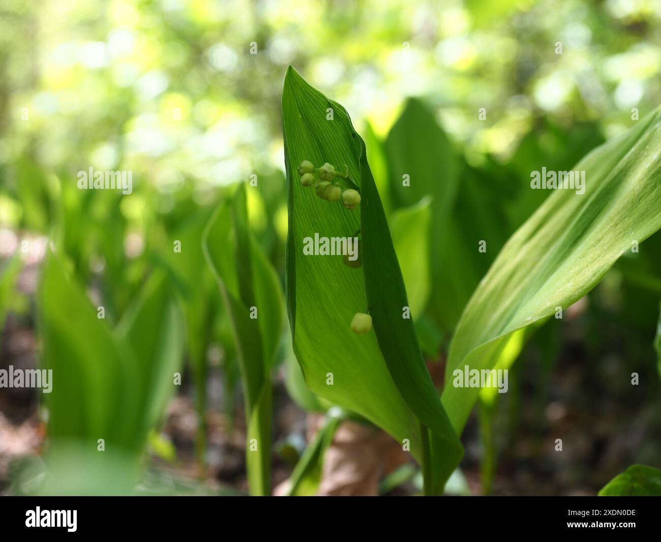 Wild lily of the valley hi-res stock photography and images - Alamy