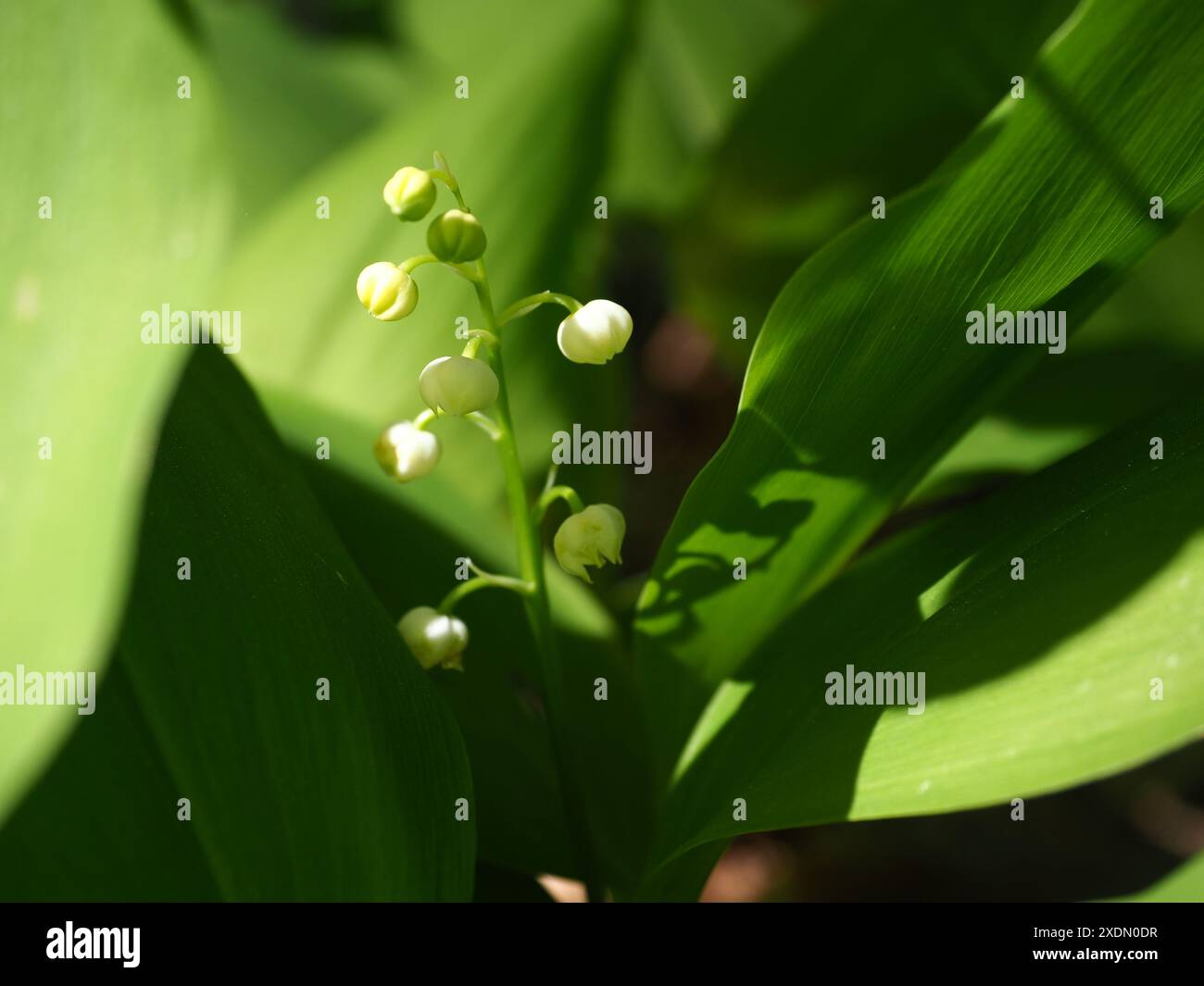 Lily of the valley tree hi-res stock photography and images - Alamy