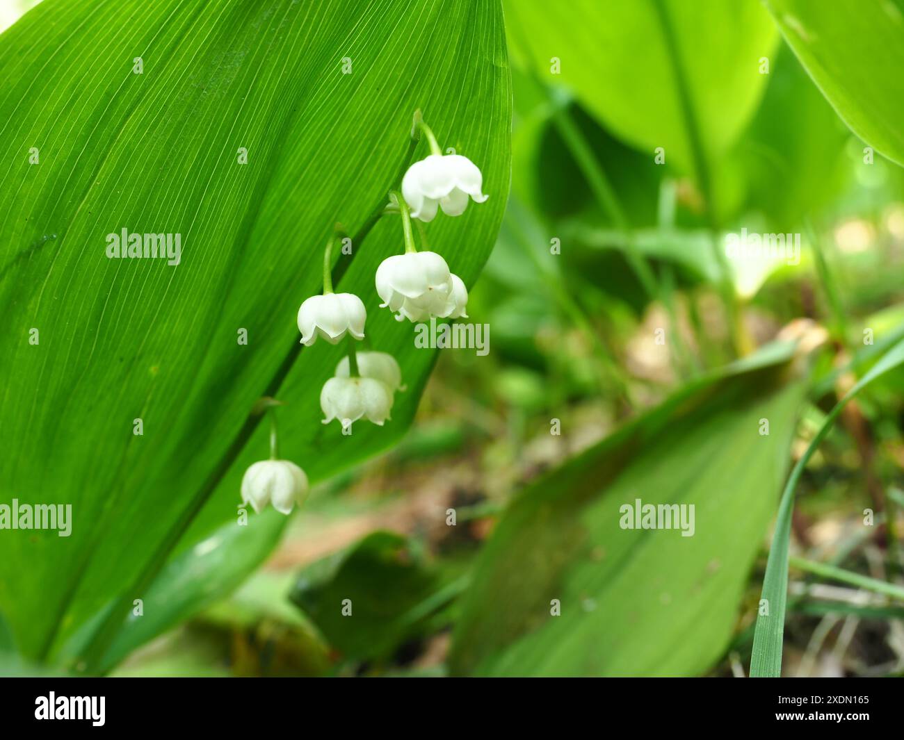 Lily of the valley in the forest Stock Photo