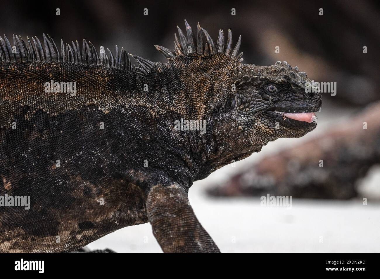 A Marine Iguana, or Sea Iguana, Amblyrhynchus Cristatus, in the Galápagos Islands, Ecuador. Stock Photo