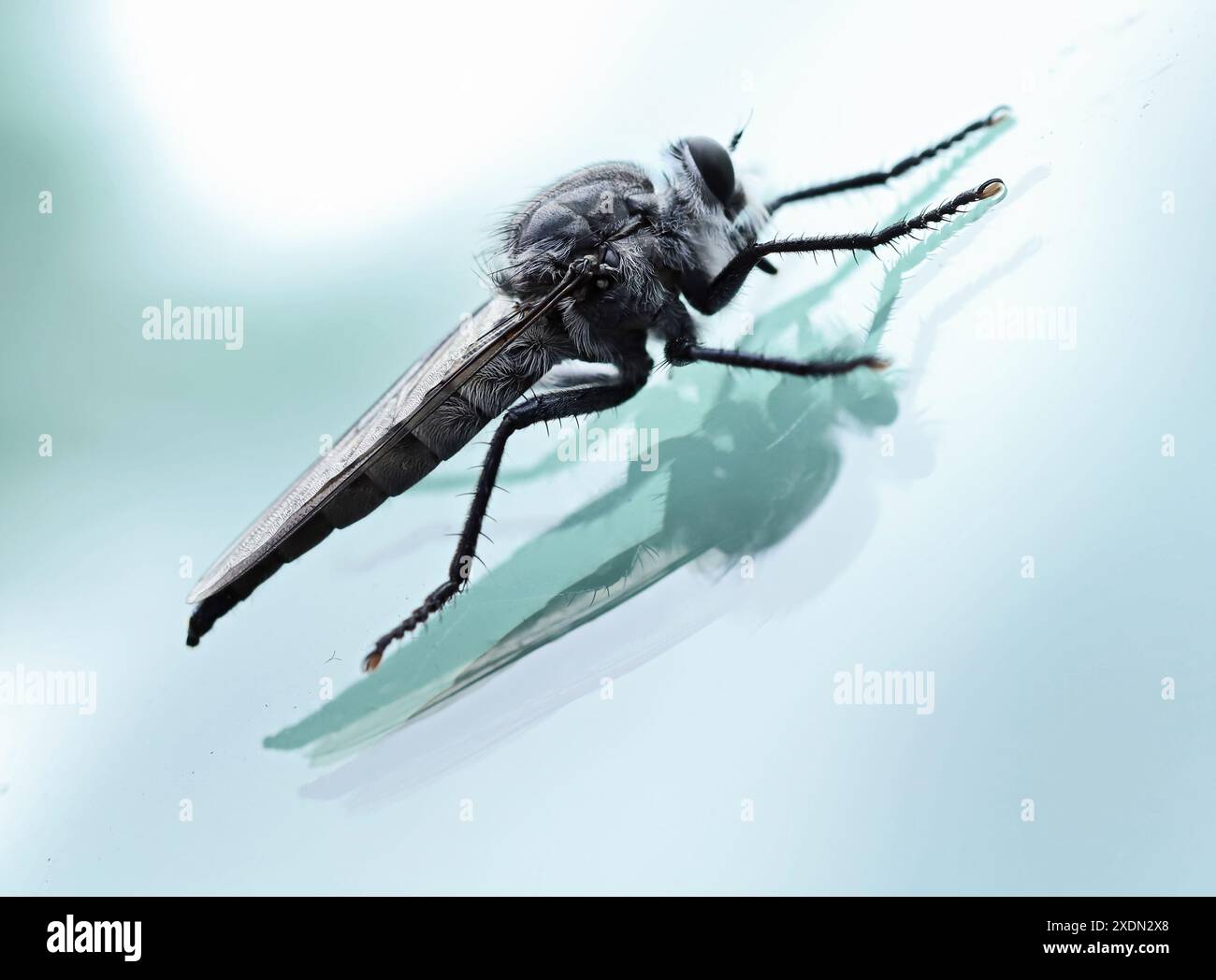 A robberfly, also known as an assassin fly, is the largest fly in the United States, and often attacks insects larger that itself, perching on a car w Stock Photo