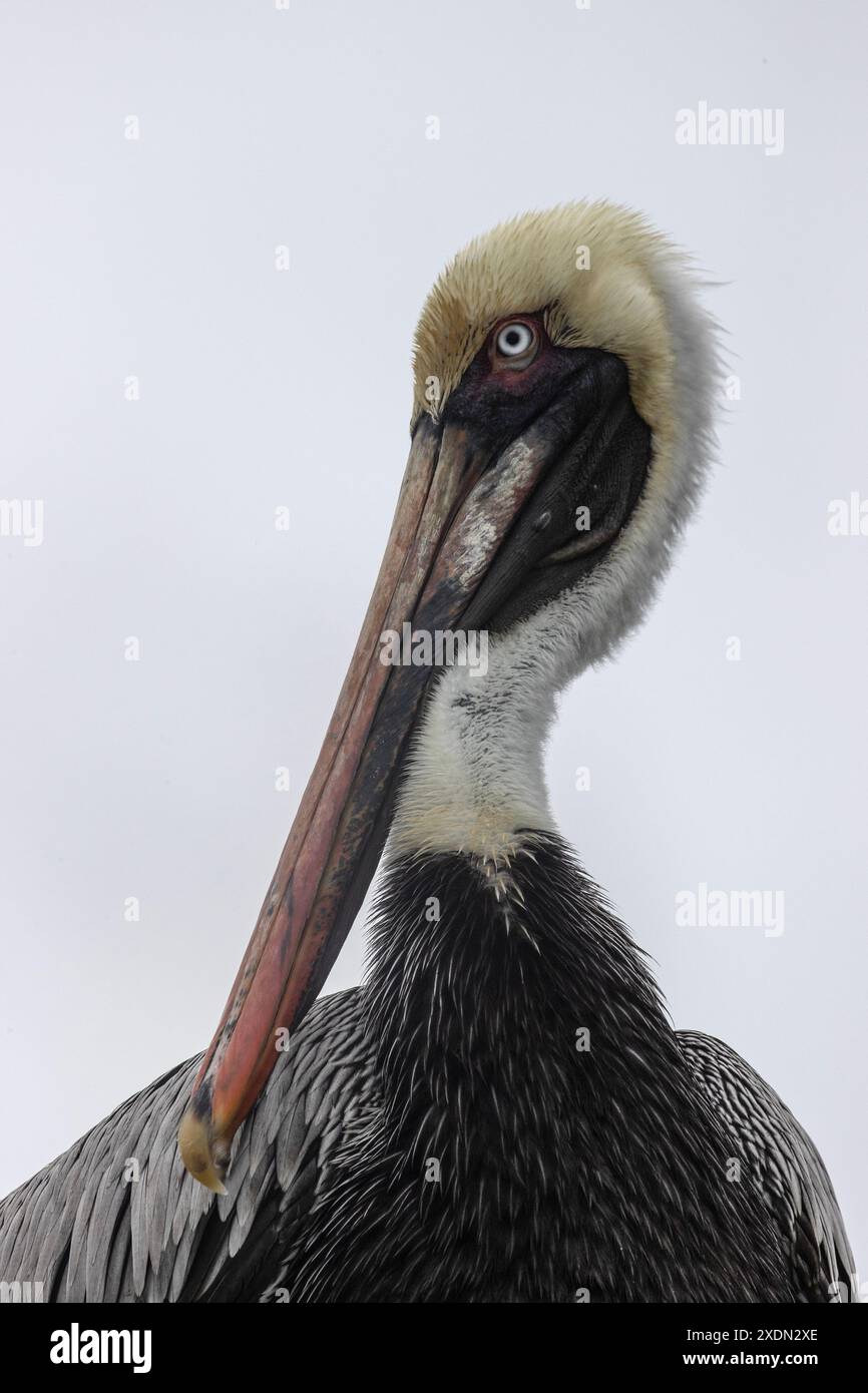 A Brown Pelican, Pelecanus Occidentalis, in the Galápagos Islands, Ecuador. Stock Photo