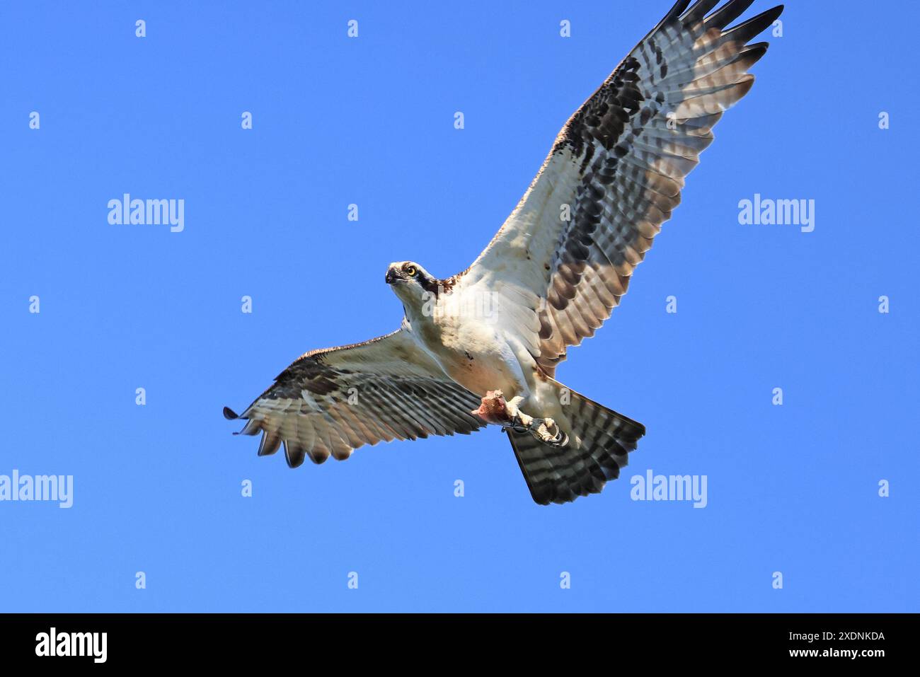 Osprey flying on the blue sky background, Canada Stock Photo - Alamy