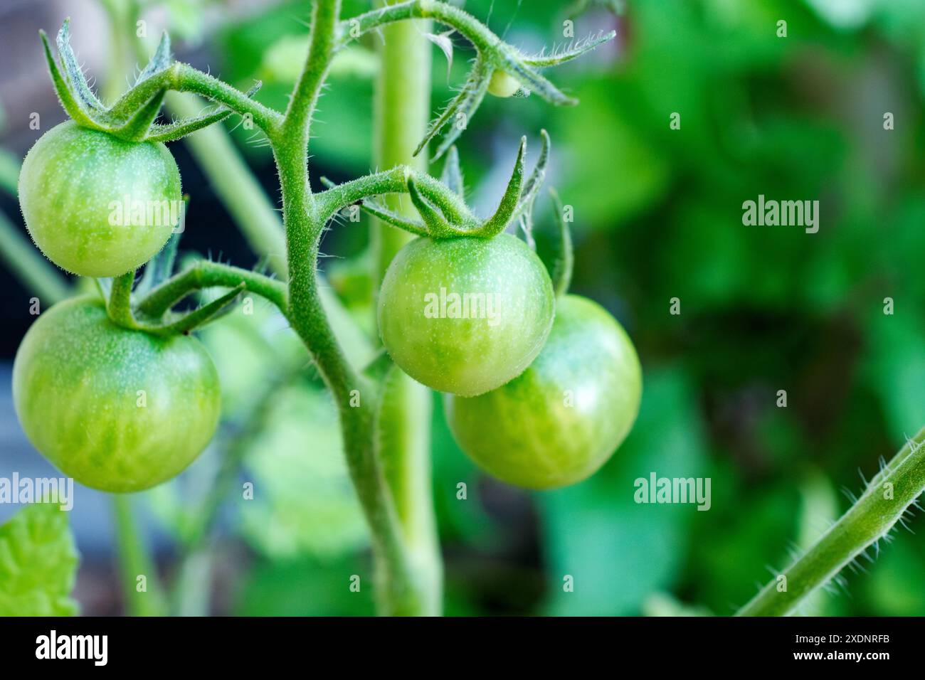 Unripened cherry tomatos grow on a urban patio. Stock Photo