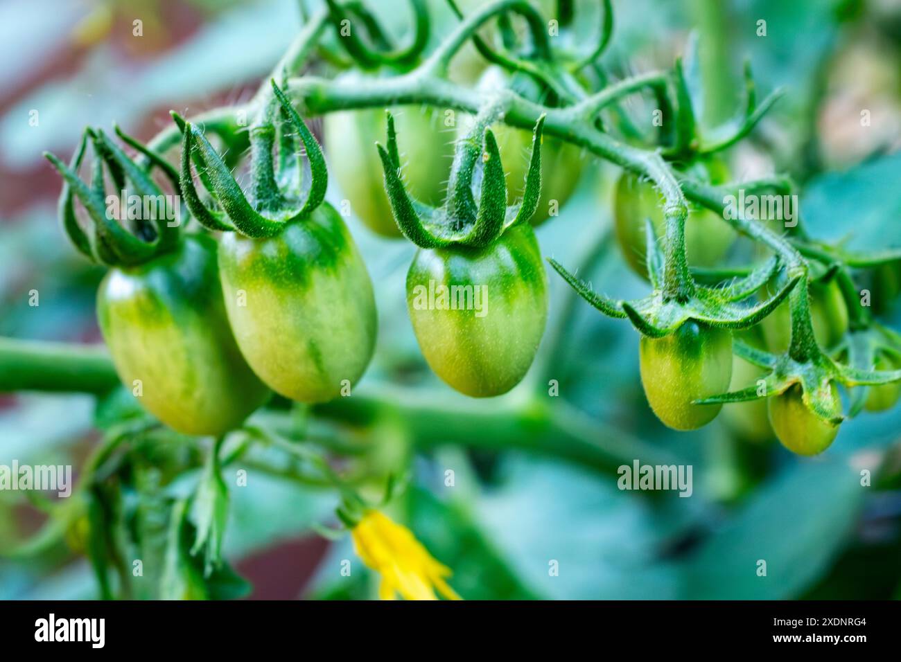 Unripened cherry tomatos grow on a urban patio. Stock Photo