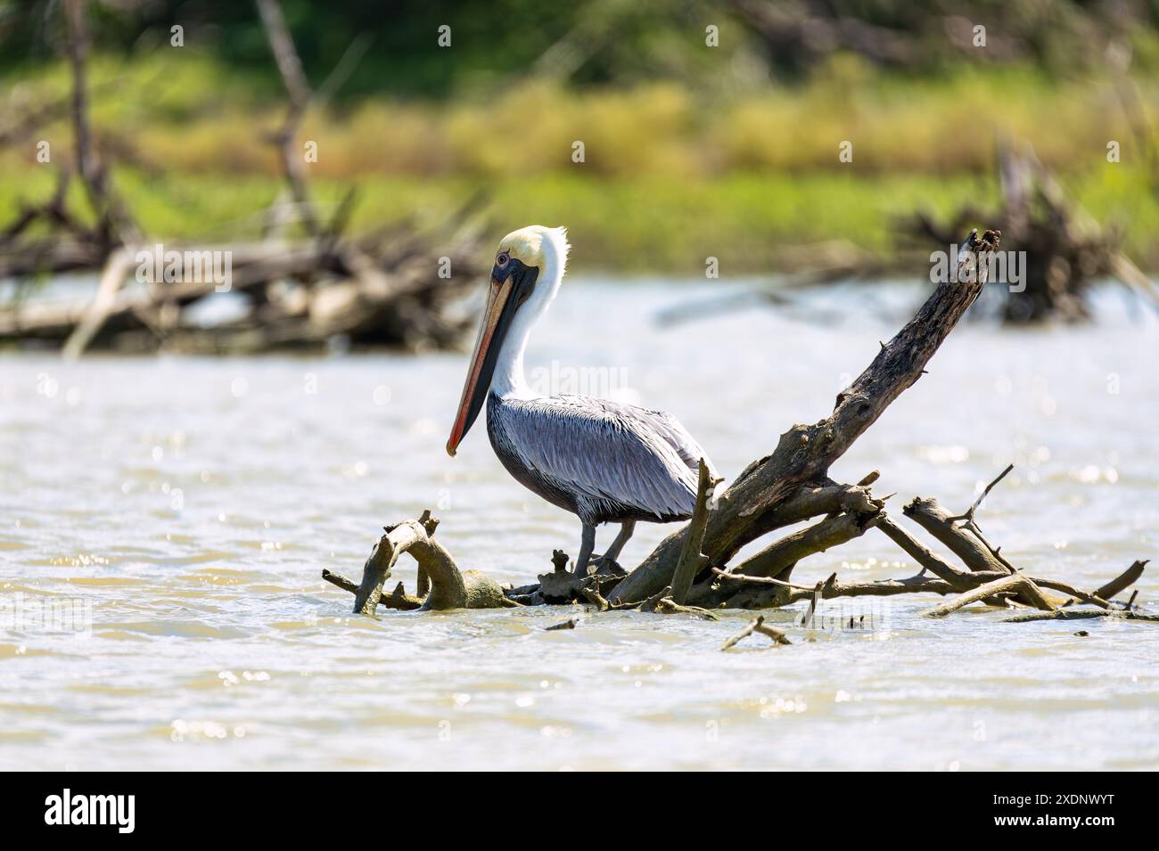Flora y fauna america central hi-res stock photography and images - Alamy