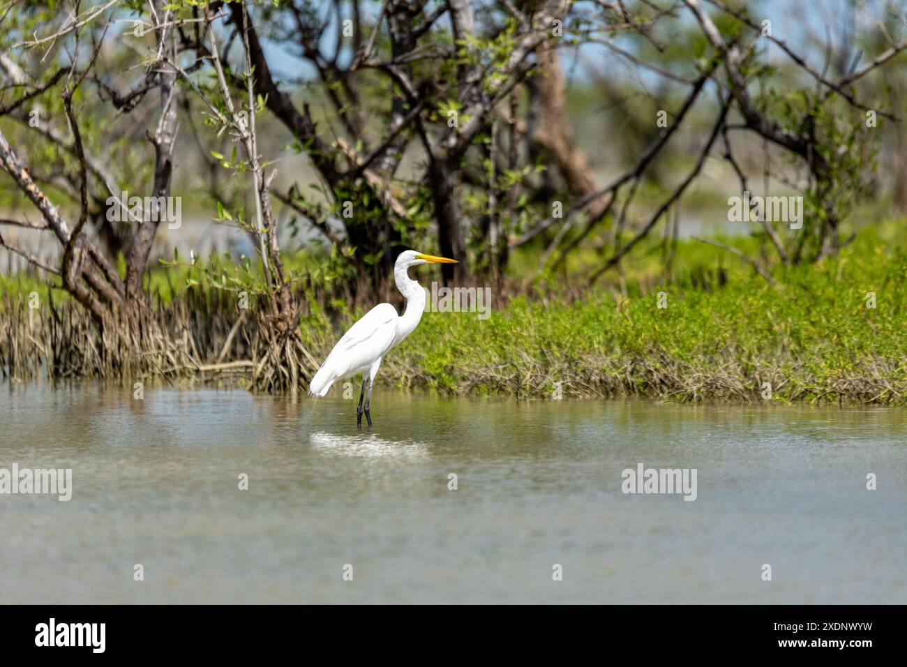 Flora y fauna america central hi-res stock photography and images - Alamy