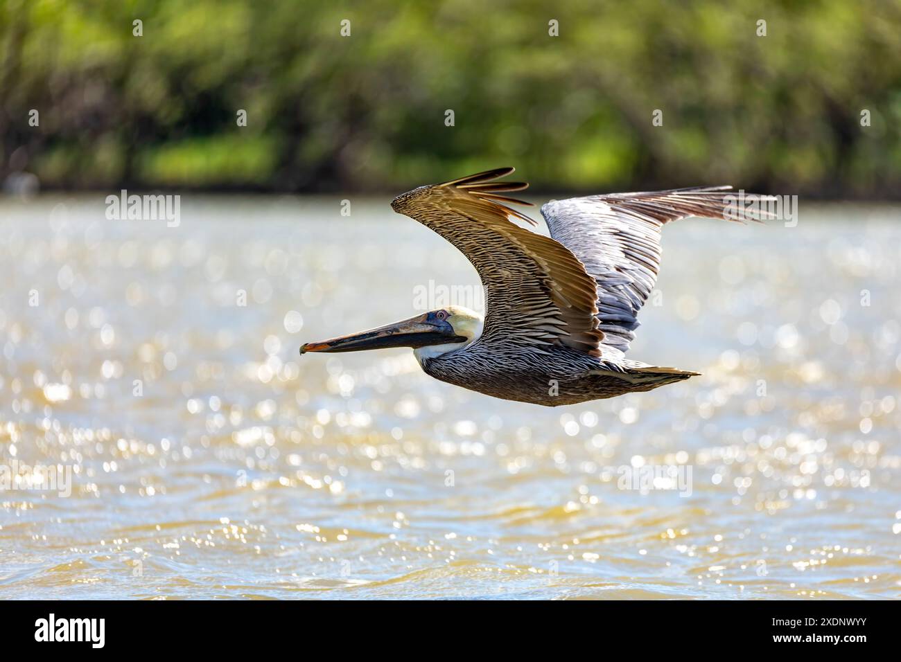 Flora y fauna america central hi-res stock photography and images - Alamy