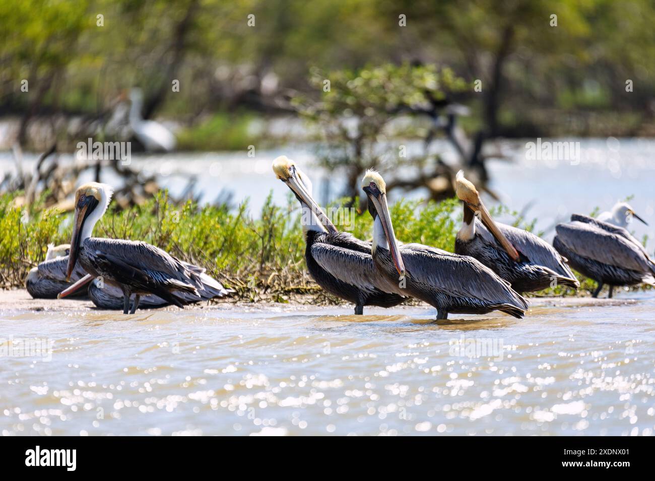 Flora y fauna america central hi-res stock photography and images - Alamy