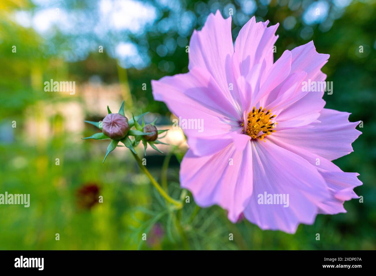 Single pink cosmos flower hi-res stock photography and images - Alamy