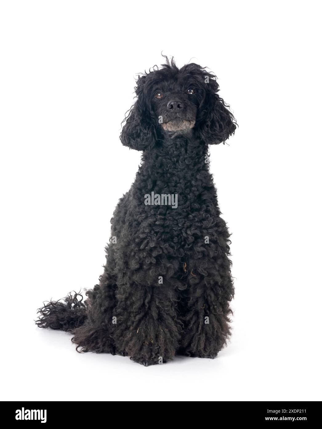 black poodle in front of white background Stock Photo - Alamy