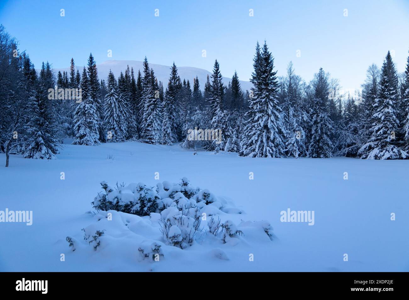 Swedish Winter Wonderland: Sunlit Snowy Wilderness with Majestic Fir Trees in Northern Europe Stock Photo
