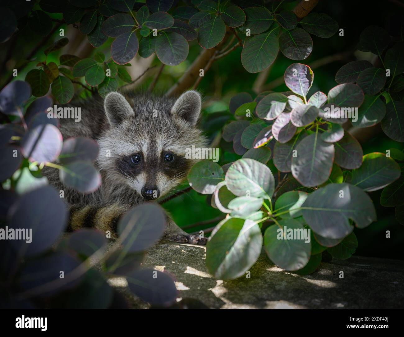 23 June 2024, Brandenburg, Sieversdorf A still young raccoon (Procyon