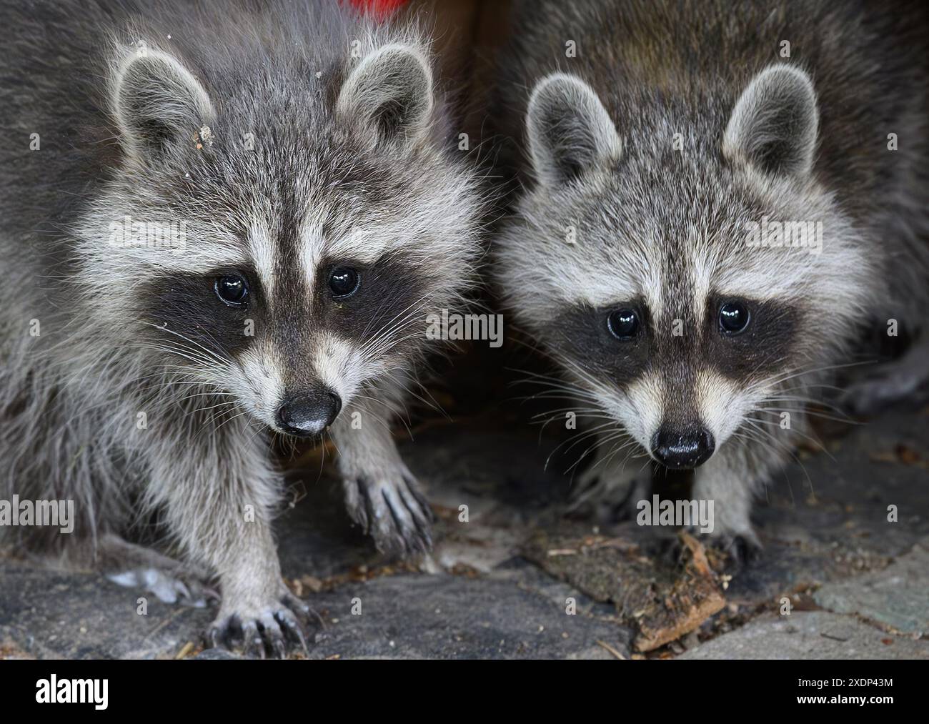 23 June 2024, Brandenburg, Sieversdorf: Two small raccoon siblings ...