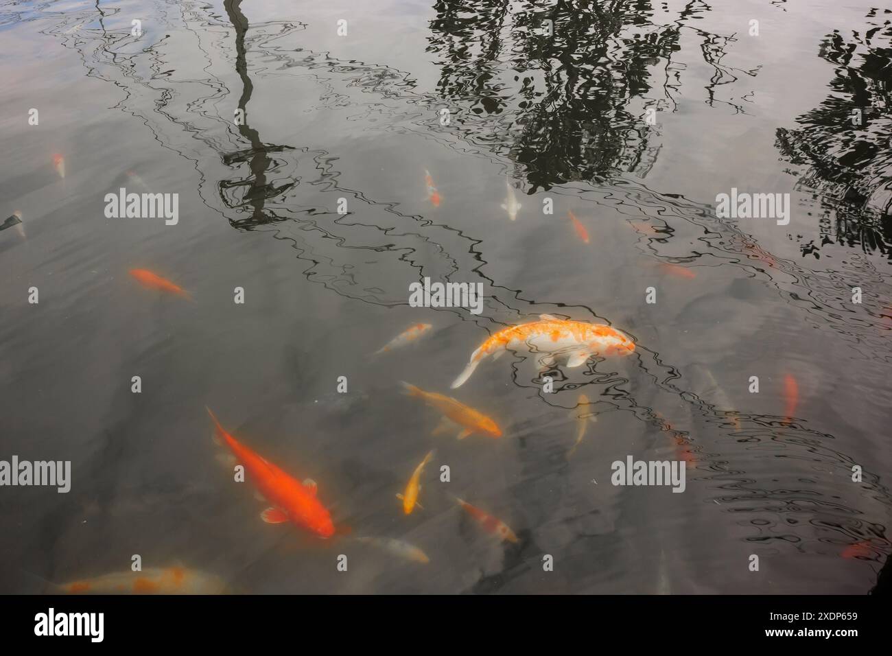 Bright golden koi fish swimming hi-res stock photography and images - Alamy
