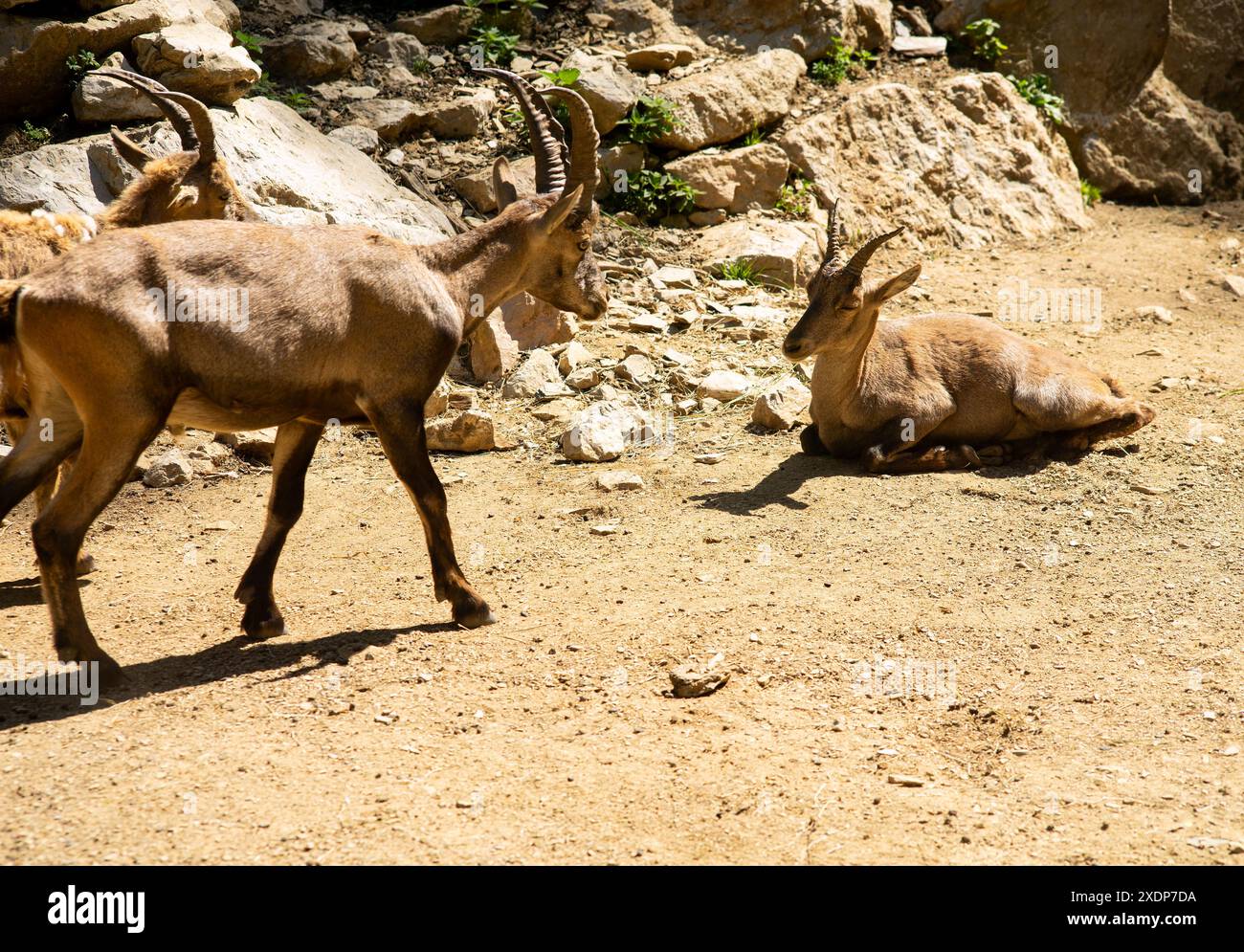 Ibex mountain goats are taking a rest and being relaxed Stock Photo - Alamy