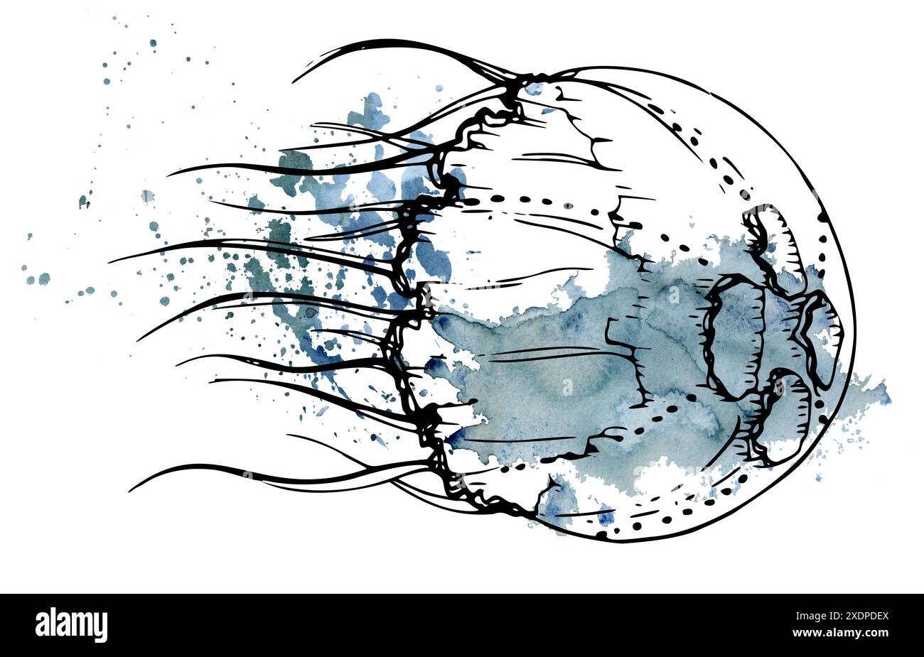 Watercolor and ink hand drawn marine life, sea ocean underwater creatures. fish, shells algae seaweed. Single object illustration, stylized, isolated Stock Photo