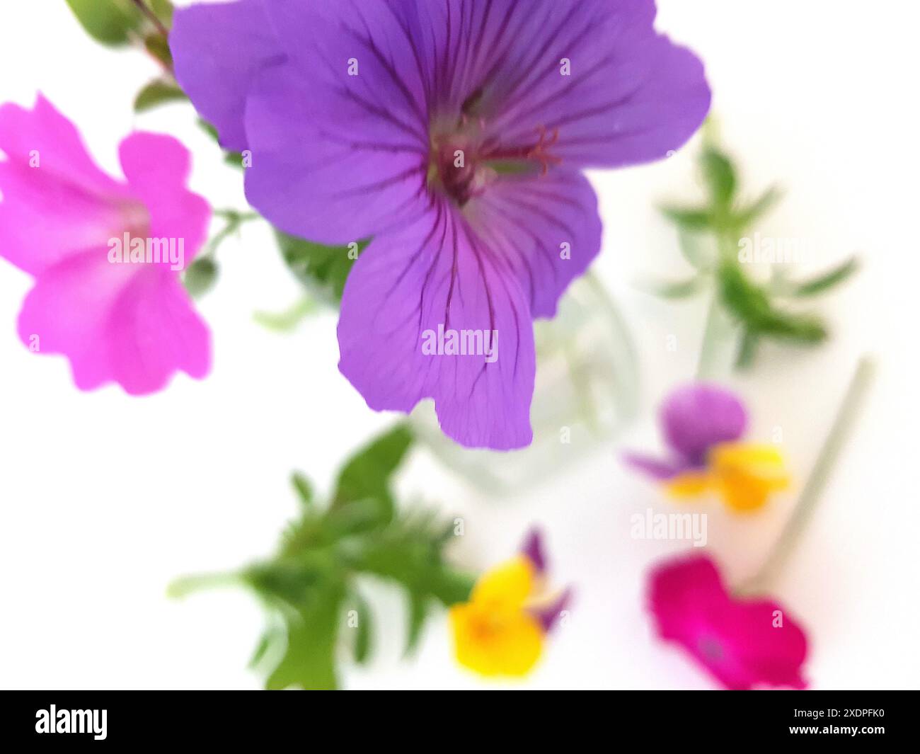 Colourful summer flowers in a vintage glass jar on a white background. Stock Photo