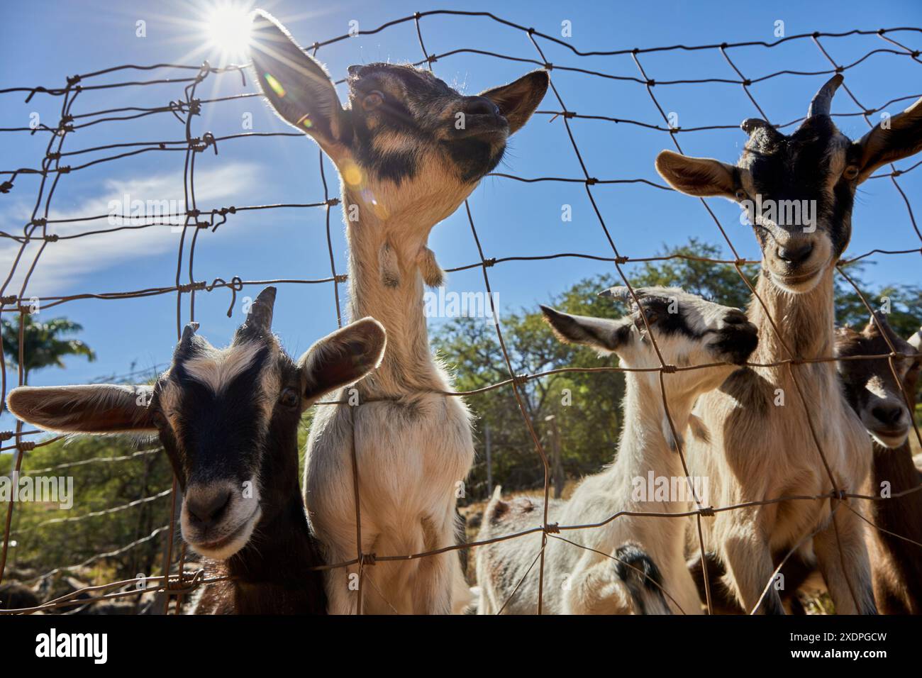 Goats on Goat farm in Maui, Hawaii Stock Photo - Alamy